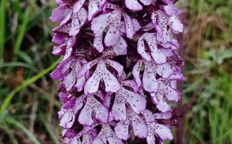 Orchis purpurea....Siena